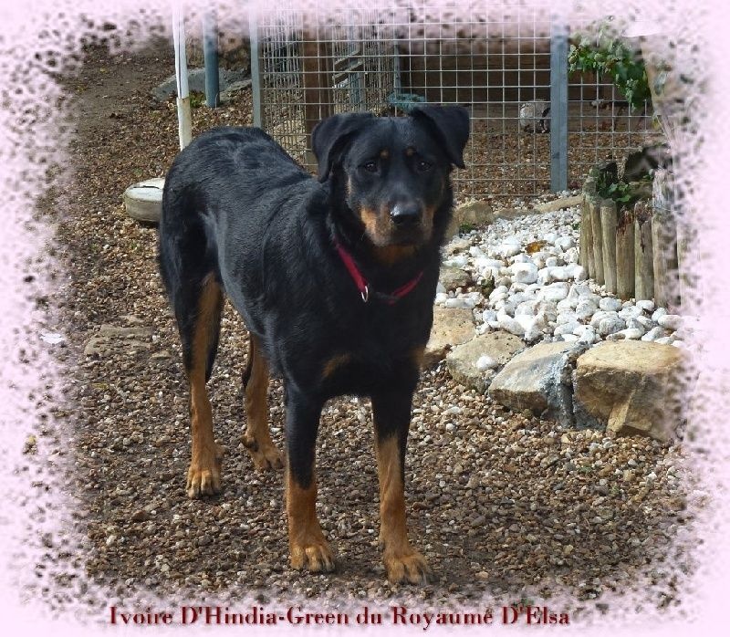 Publication : du Royaume D'Elsa Auteur : Agnes du Royaume d'Elsa