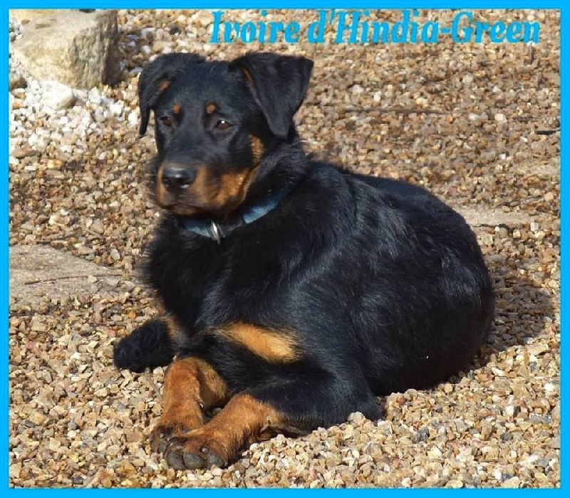 Publication : du Royaume D'Elsa Auteur : Agnes du Royaume d'Elsa