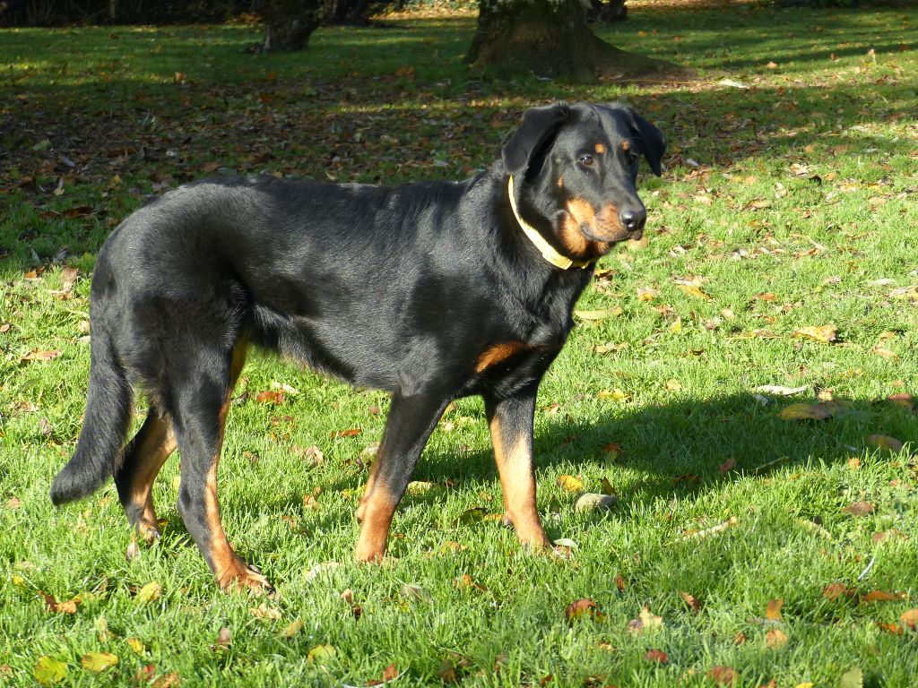 Publication : du Royaume D'Elsa Auteur : Agnes du Royaume d'Elsa