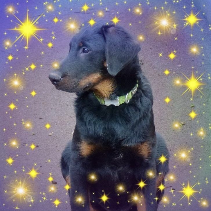 Publication : du Royaume D'Elsa Auteur : Agnes du Royaume d'Elsa