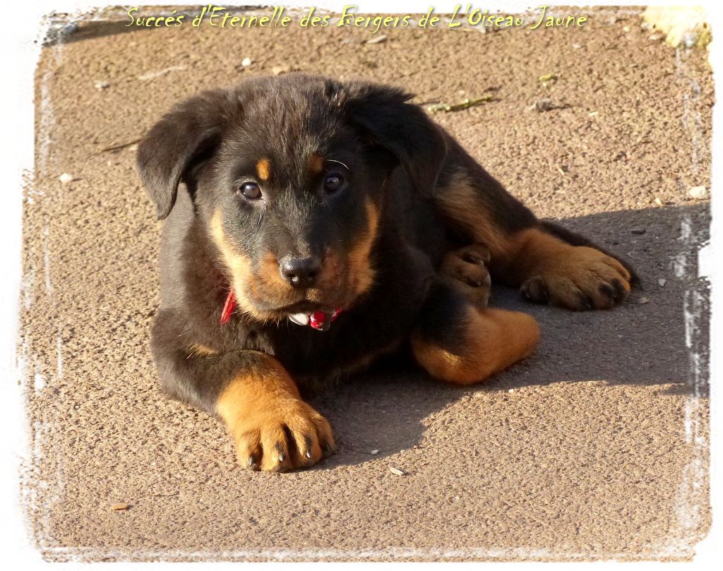 Publication : du Royaume D'Elsa Auteur : Agnes du Royaume d'Elsa