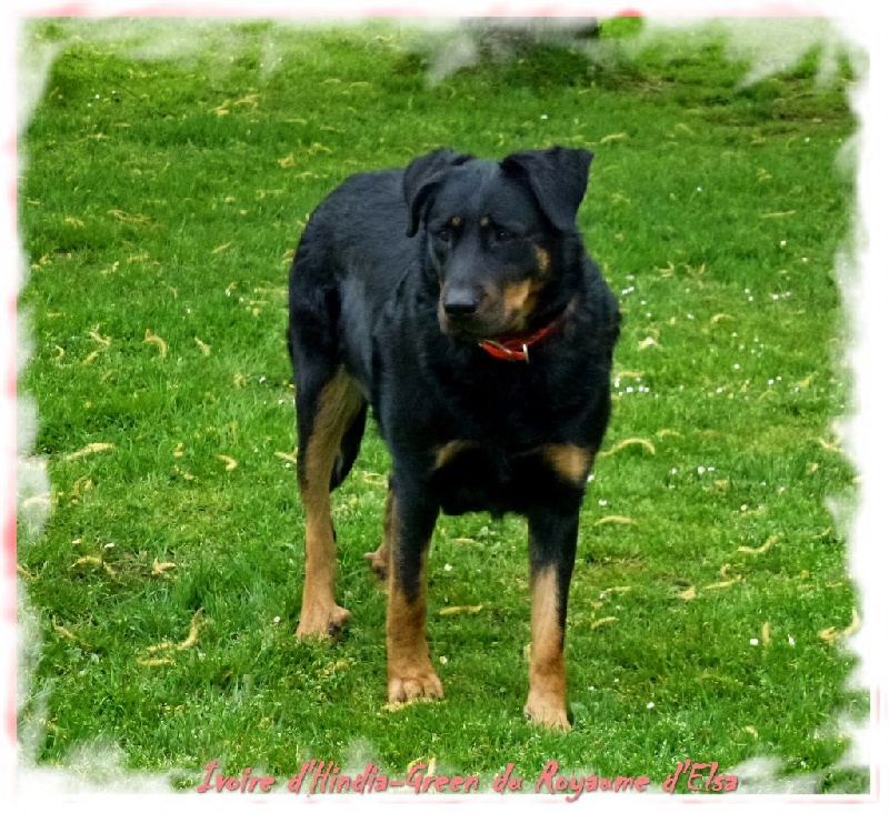 Publication : du Royaume D'Elsa Auteur : Agnes du Royaume d'Elsa