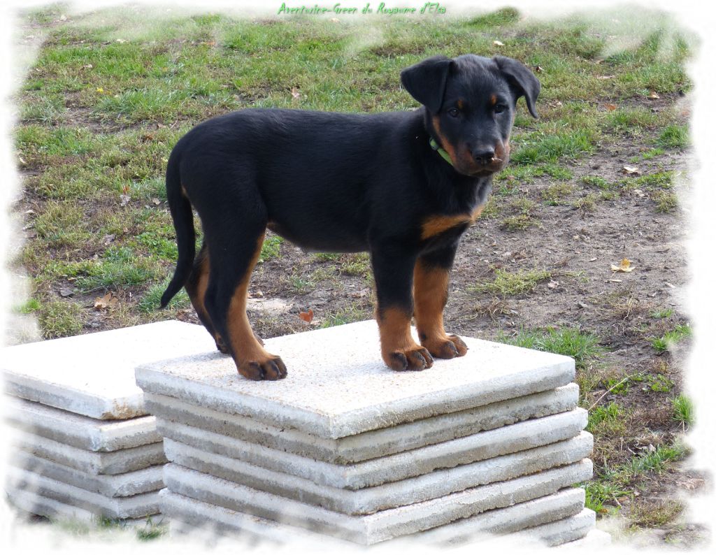 Aventurine-green du Royaume D'Elsa