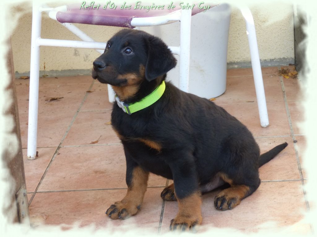 Publication : du Royaume D'Elsa Auteur : Agnes du Royaume d'Elsa