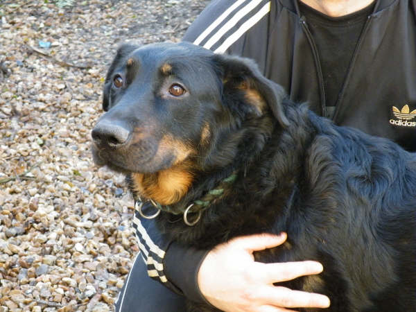 Publication : du Royaume D'Elsa Auteur : Agnès du ROYAUME D'ELSA