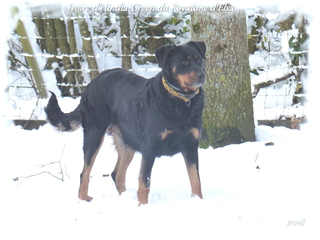 Publication : du Royaume D'Elsa Auteur : Agnes du Royaume d'Elsa