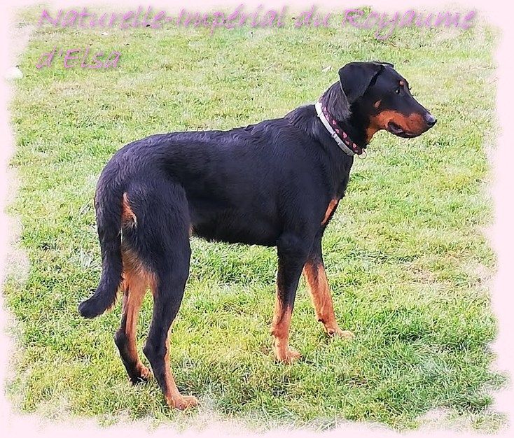 Publication : du Royaume D'Elsa Auteur : Agnes du Royaume D'Elsa