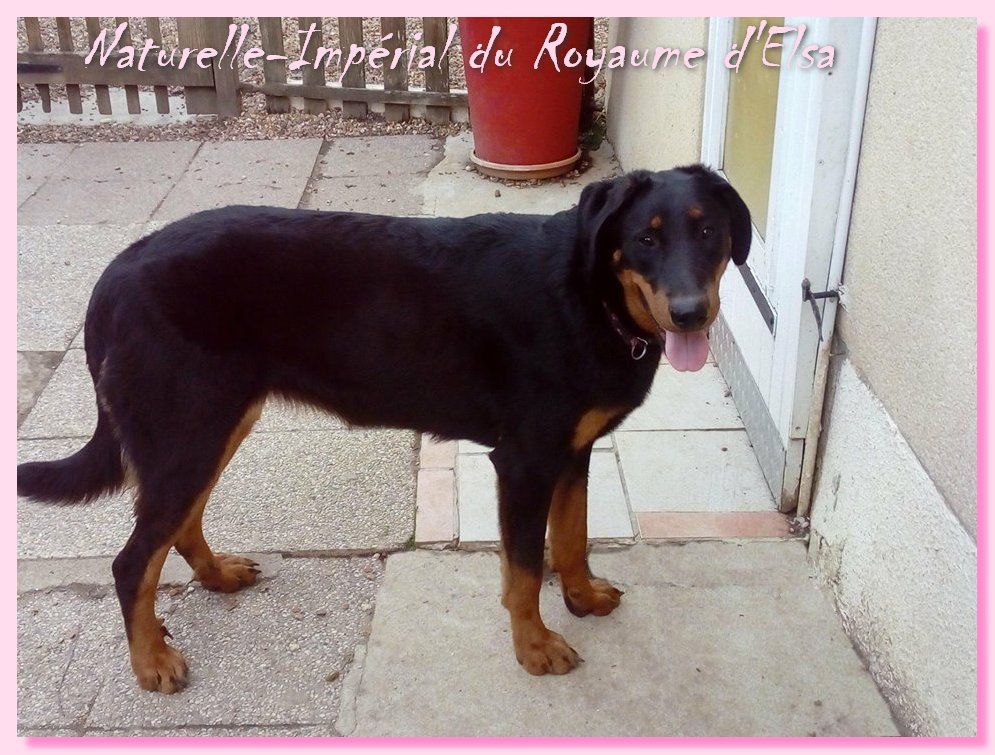 Publication : du Royaume D'Elsa Auteur : Agnes du Royaume D'Elsa