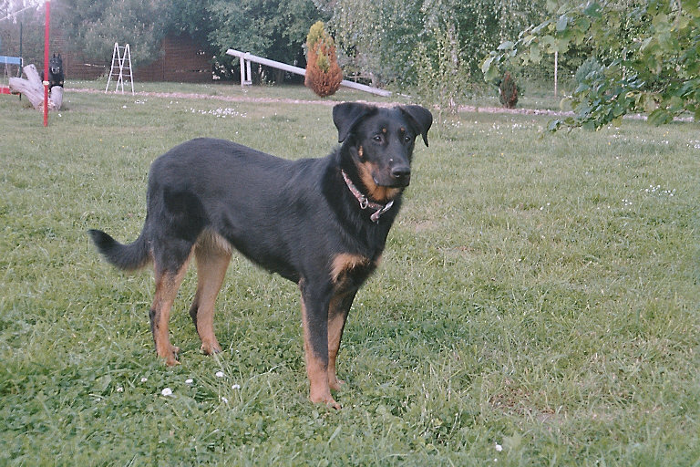 Publication : du Royaume D'Elsa Auteur : Agnès du ROYAUME D'ELSA