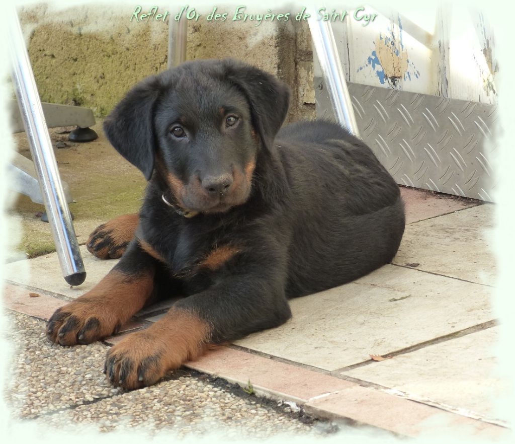 Publication : du Royaume D'Elsa Auteur : Agnes du Royaume d'Elsa