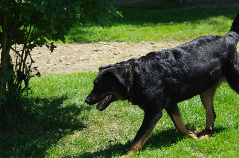 Publication : du Royaume D'Elsa Auteur : Agnès du ROYAUME D'ELSA