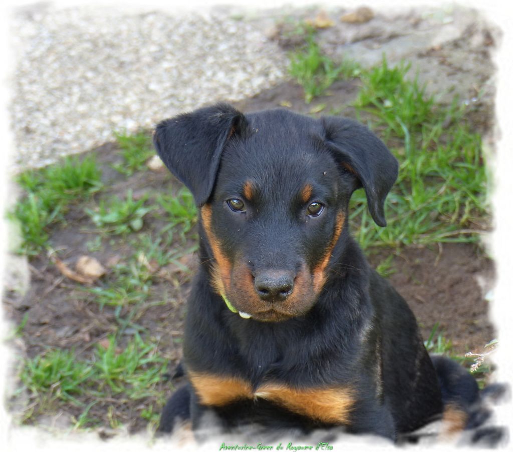 Aventurine-green du Royaume D'Elsa