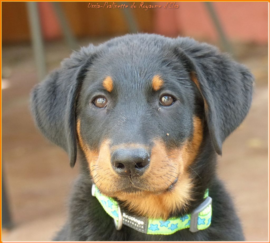 Publication : du Royaume D'Elsa Auteur : Agnès du Royaume d'Elsa