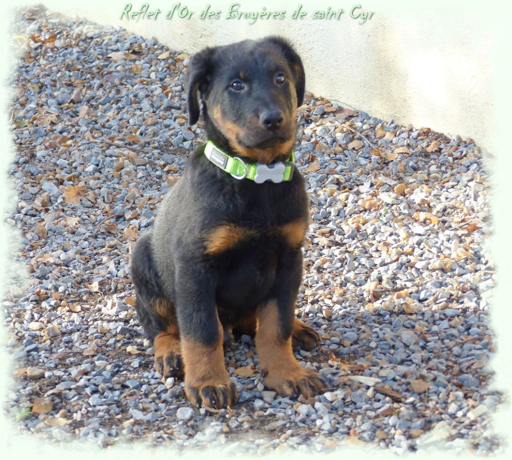 Publication : du Royaume D'Elsa Auteur : Agnes du Royaume d'Elsa