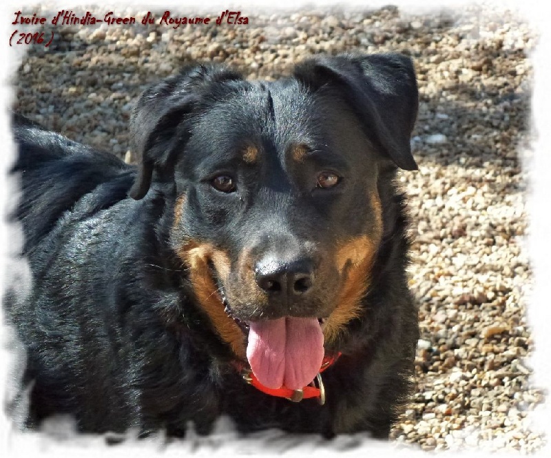 Publication : du Royaume D'Elsa Auteur : Agnes du Royaume d'Elsa