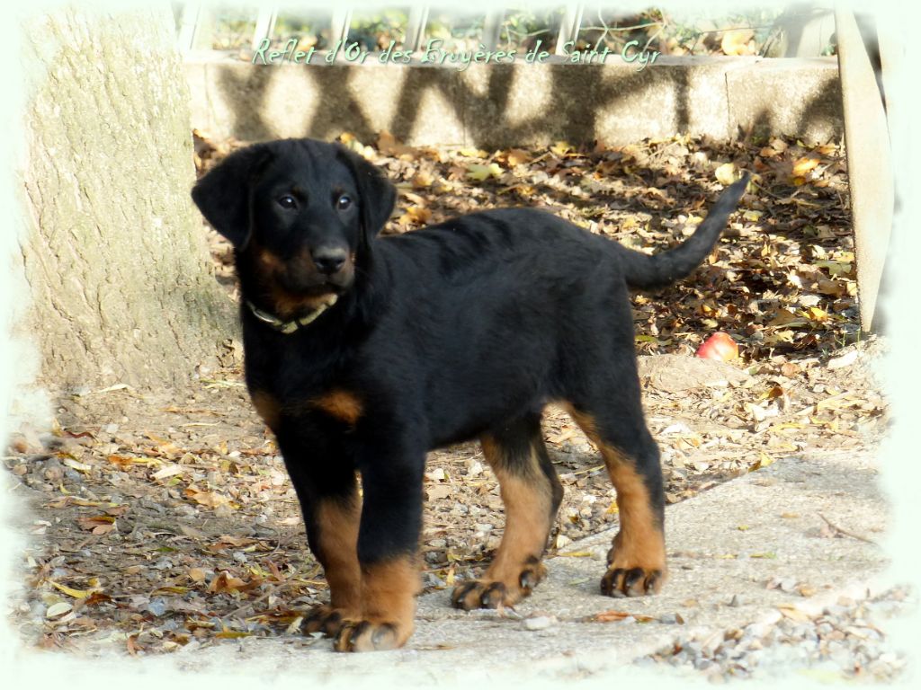 Publication : du Royaume D'Elsa Auteur : Agnes du Royaume d'Elsa