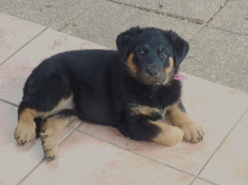 Publication : du Royaume D'Elsa Auteur : Agnes du Royaume d'Elsa