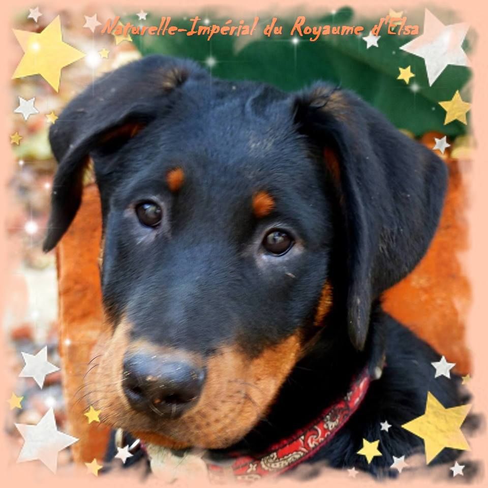 Publication : du Royaume D'Elsa Auteur : Agnes du Royaume D'Elsa