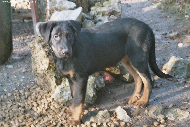 Publication : du Royaume D'Elsa Auteur : Agnès du ROYAUME D'ELSA