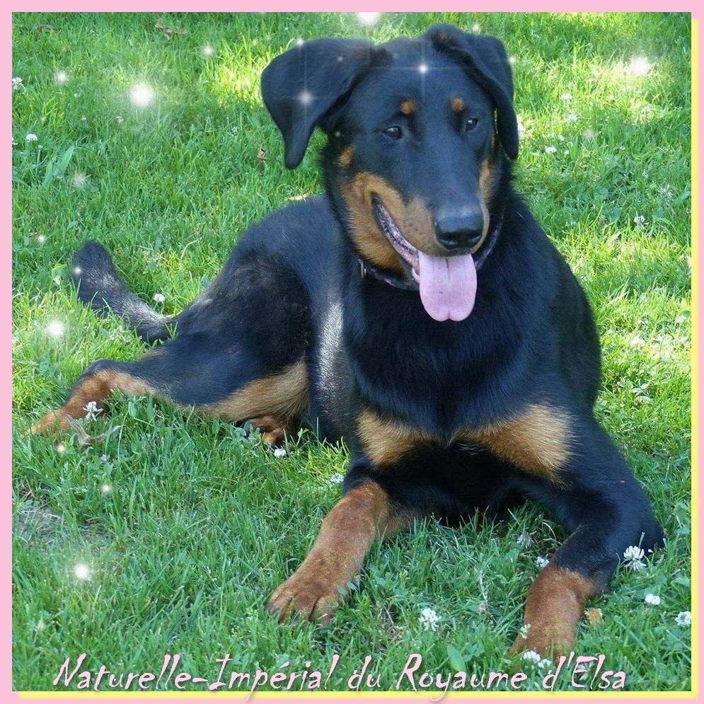 Publication : du Royaume D'Elsa Auteur : Agnes du Royaume D'Elsa