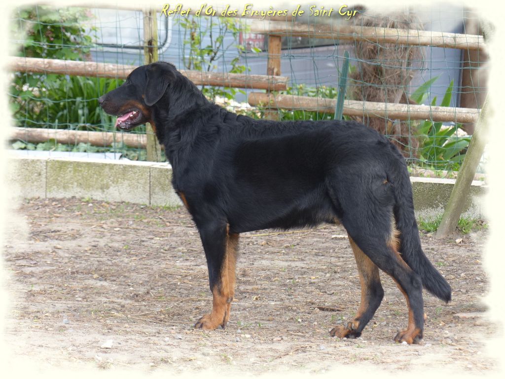 Publication : du Royaume D'Elsa Auteur : Agnes du Royaume d'Elsa