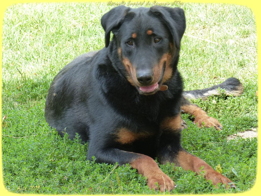 Publication : du Royaume D'Elsa Auteur : Agnes du Royaume D'Elsa