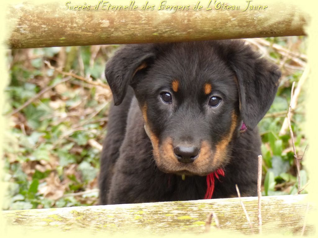 Publication : du Royaume D'Elsa Auteur : Agnes du Royaume d'Elsa