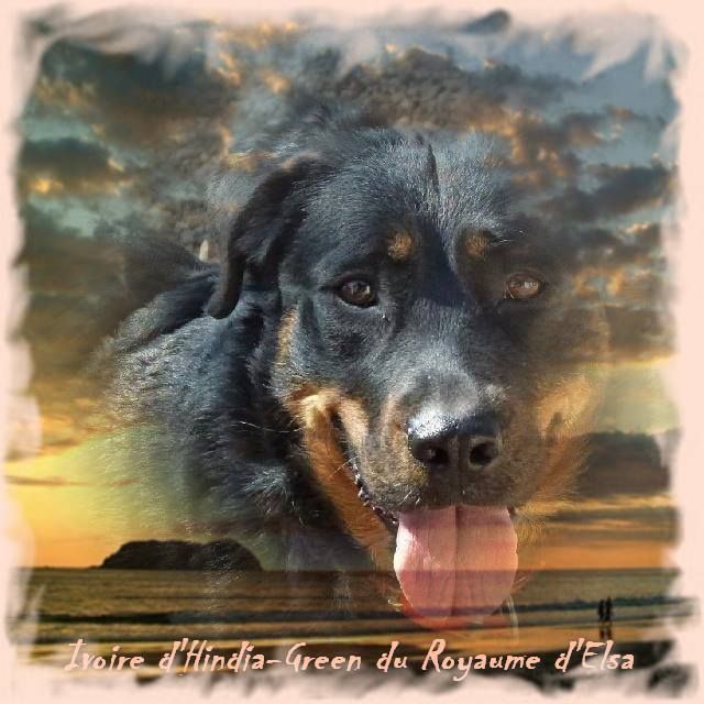 Publication : du Royaume D'Elsa Auteur : Agnes du Royaume d'Elsa