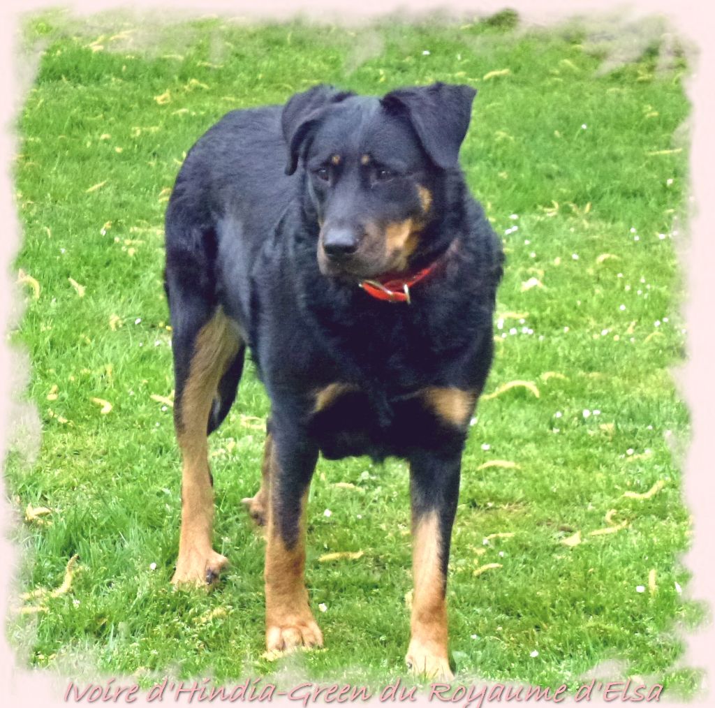 Publication : du Royaume D'Elsa Auteur : Agnes du Royaume d'Elsa