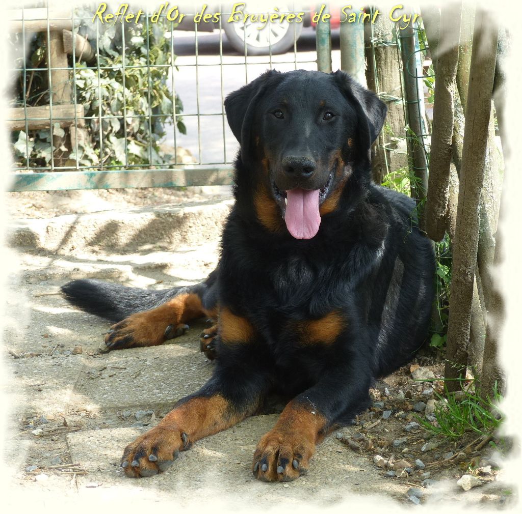 Publication : du Royaume D'Elsa Auteur : Agnes du Royaume d'Elsa