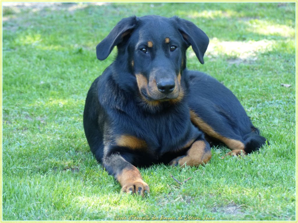 Publication : du Royaume D'Elsa Auteur : Agnes du Royaume d'Elsa