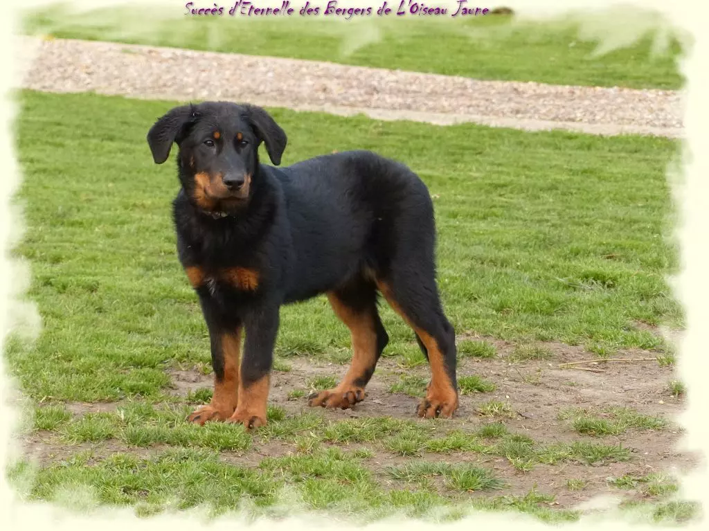 Publication : du Royaume D'Elsa Auteur : Agnes du Royaume d'Elsa