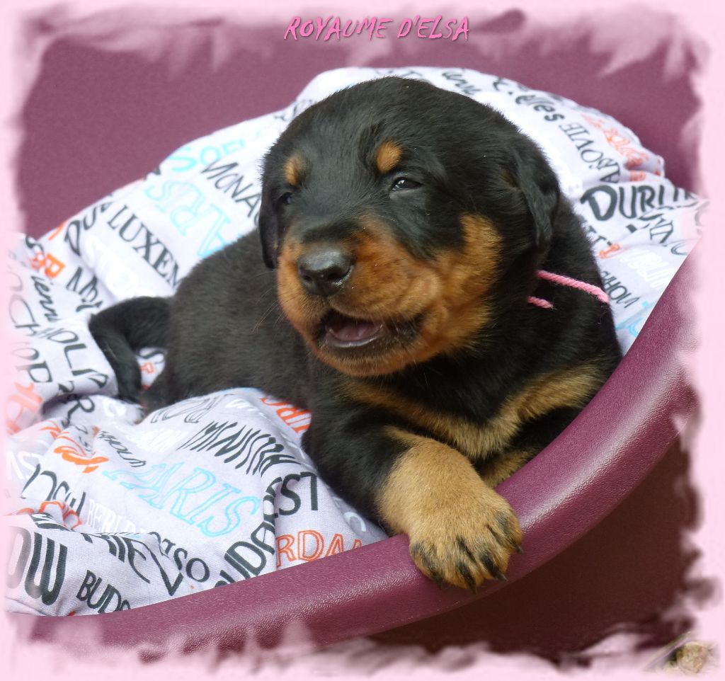 Publication : du Royaume D'Elsa Auteur : Agnes du Royaume D'Elsa