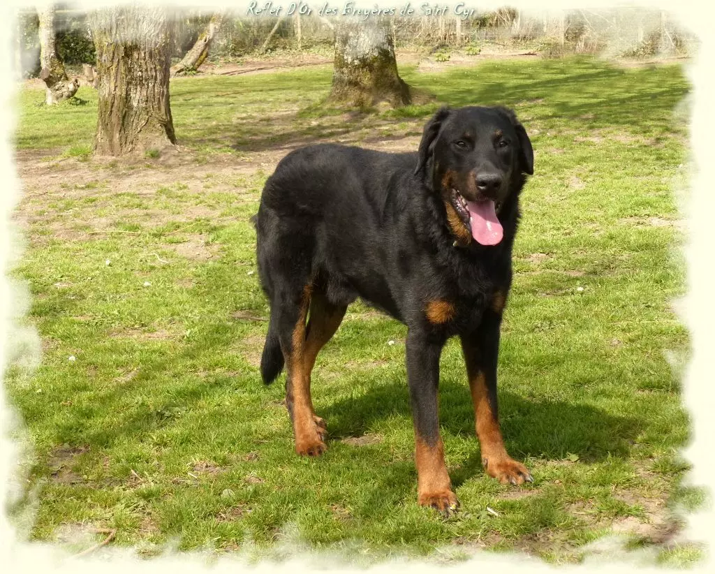 Publication : du Royaume D'Elsa Auteur : Agnes du Royaume d'Elsa