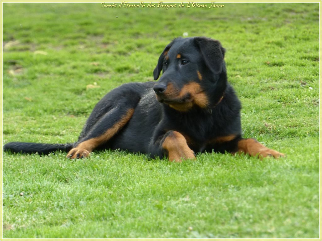 Publication : du Royaume D'Elsa Auteur : Agnes du Royaume d'Elsa