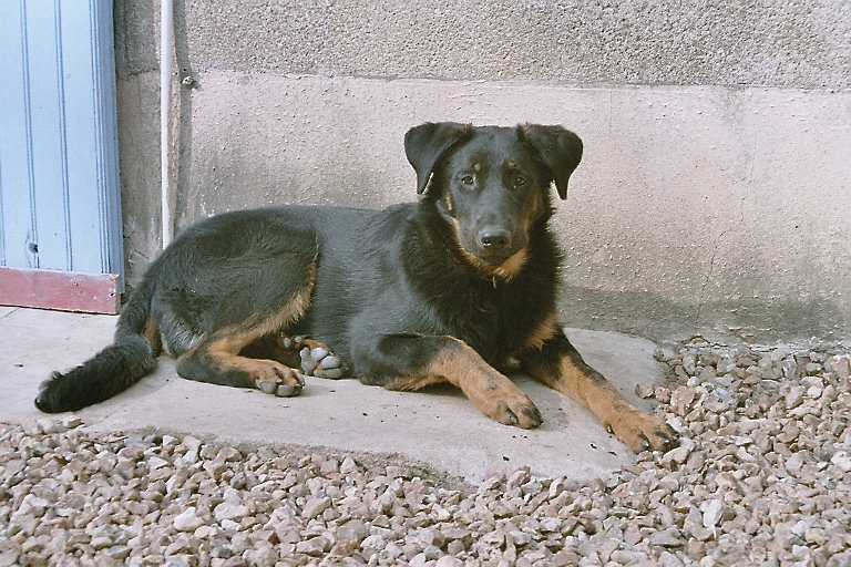 Publication : du Royaume D'Elsa Auteur : Agnès du ROYAUME D'ELSA
