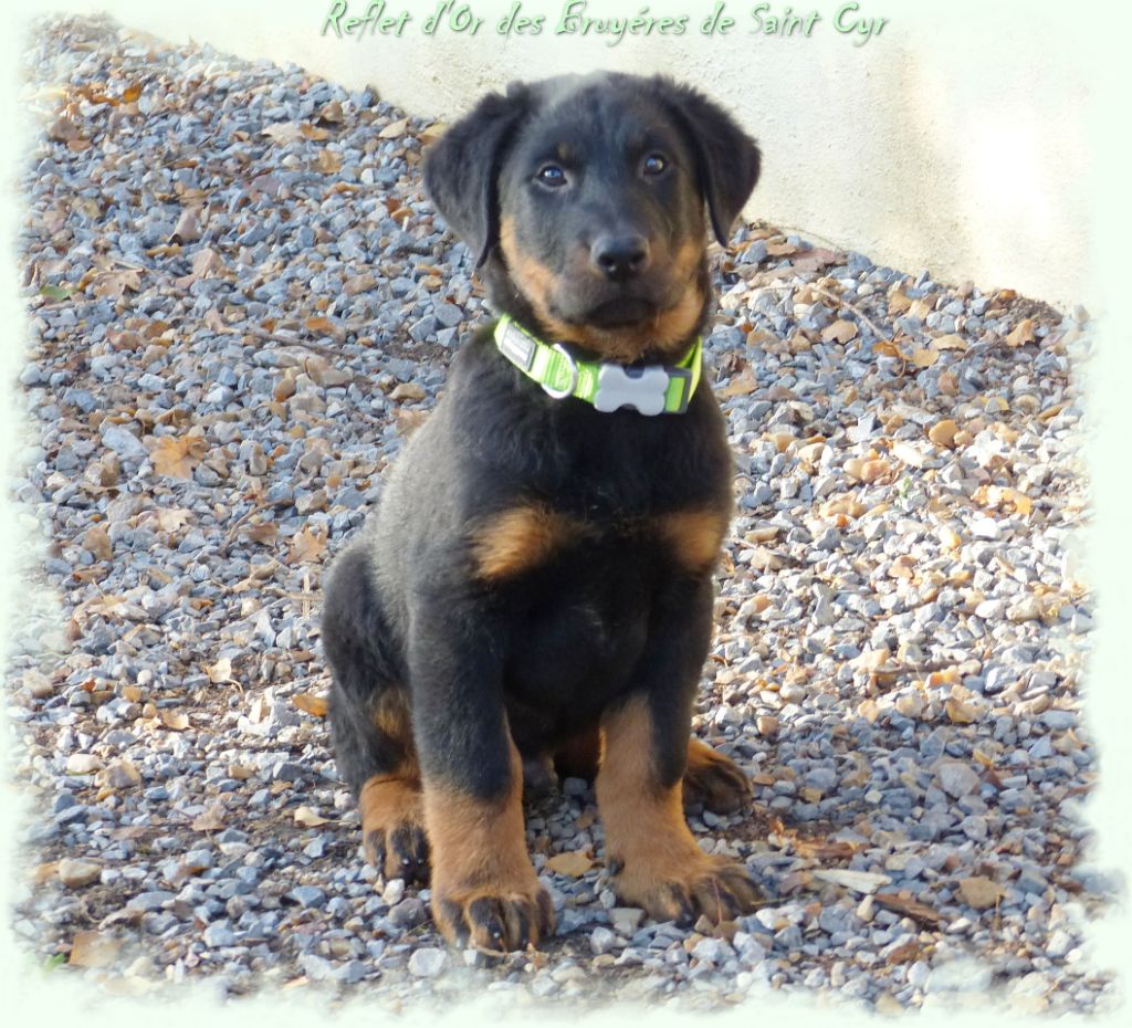 Publication : du Royaume D'Elsa Auteur : Agnes du Royaume d'Elsa