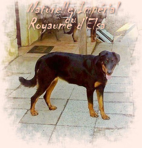 Publication : du Royaume D'Elsa Auteur : Agnes du Royaume D'Elsa