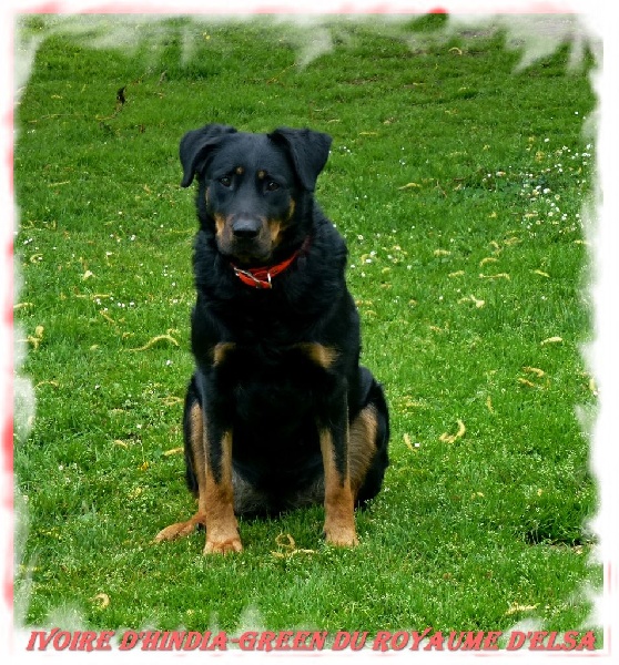 Publication : du Royaume D'Elsa Auteur : Agnes du Royaume d'Elsa