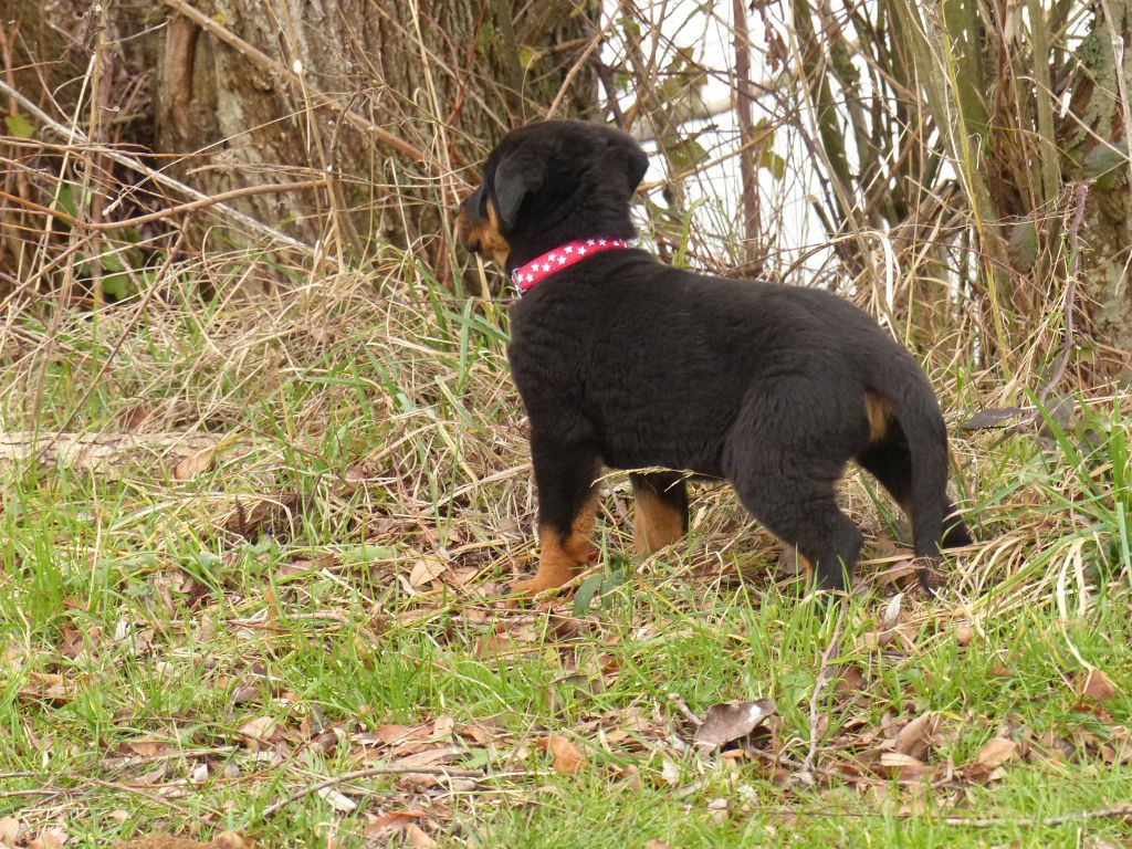 Publication : du Royaume D'Elsa Auteur : Agnes du Royaume d'Elsa