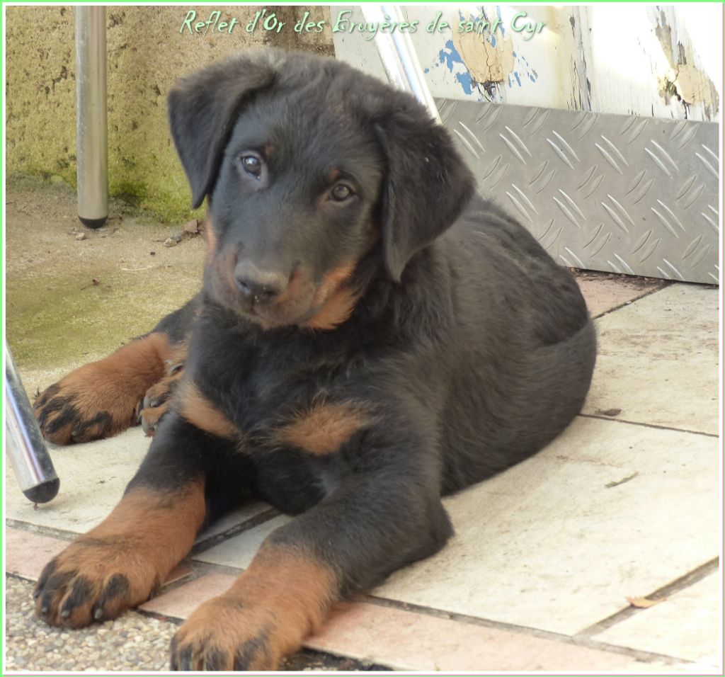 Publication : du Royaume D'Elsa Auteur : Agnes du Royaume d'Elsa