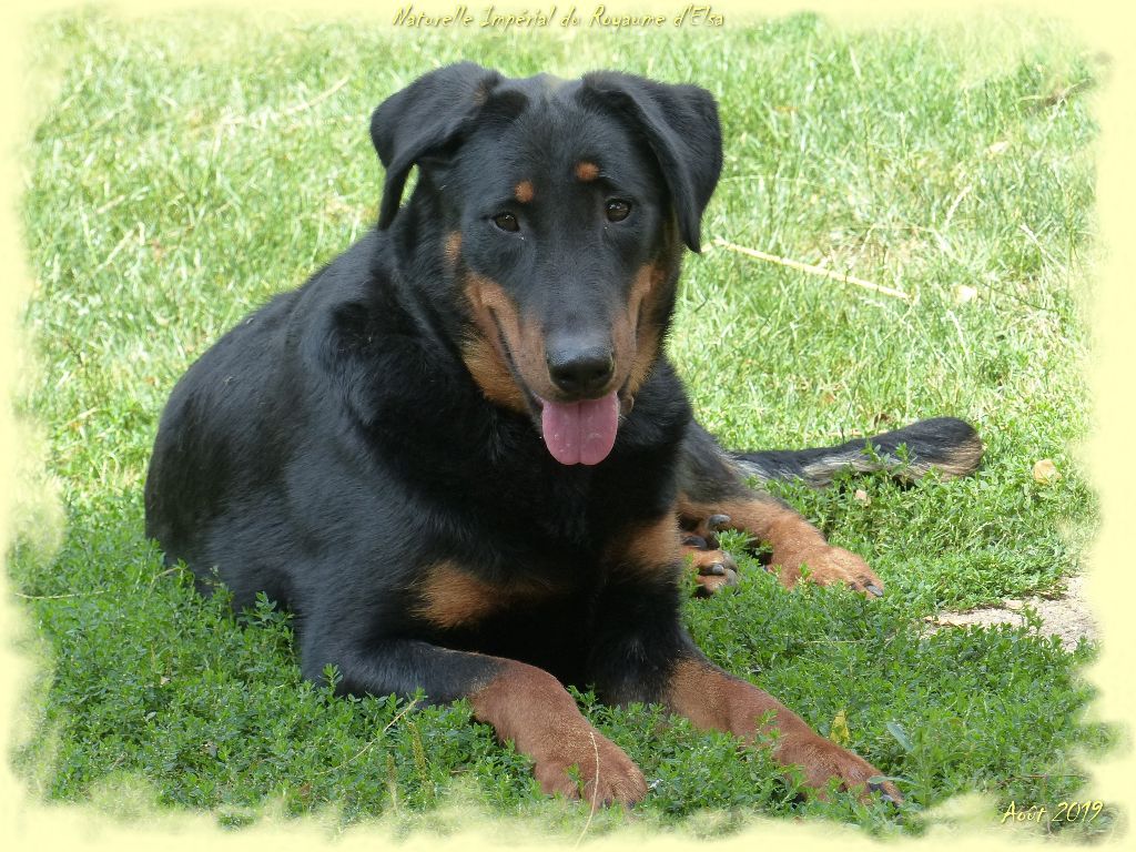 Publication : du Royaume D'Elsa Auteur : Agnes du Royaume D'Elsa