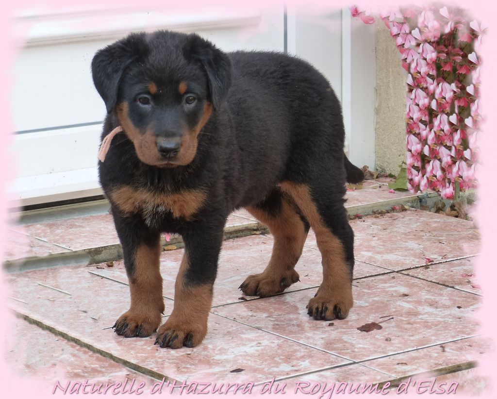 Publication : du Royaume D'Elsa Auteur : Agnes du Royaume D'Elsa