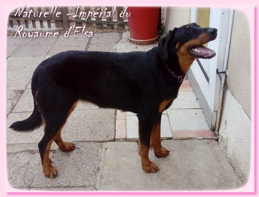 Publication : du Royaume D'Elsa Auteur : Agnes du Royaume D'Elsa