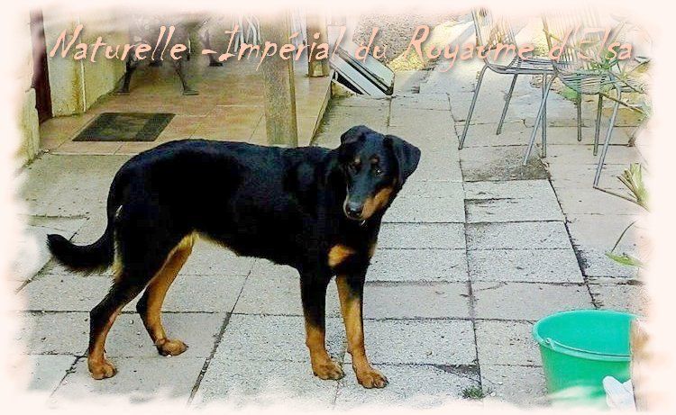 Publication : du Royaume D'Elsa Auteur : Agnes du Royaume D'Elsa