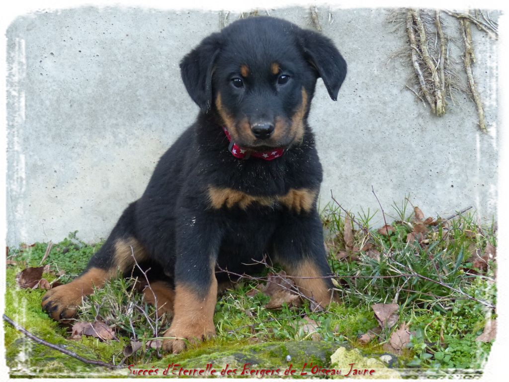 Publication : du Royaume D'Elsa Auteur : Agnes du Royaume d'Elsa