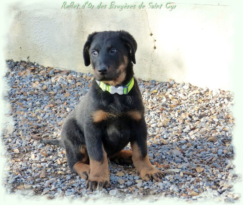 Publication : du Royaume D'Elsa Auteur : Agnes du Royaume d'Elsa