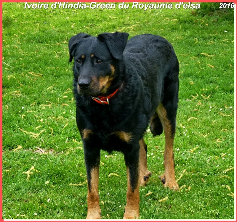 Publication : du Royaume D'Elsa Auteur : Agnes du Royaume d'Elsa