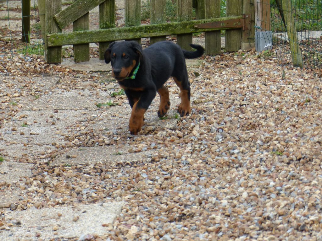 Publication : du Royaume D'Elsa Auteur : Agnès du Royaume d'Elsa