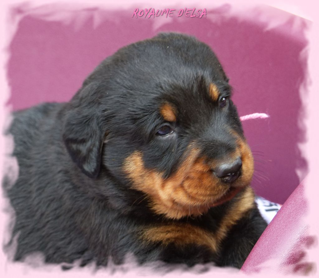 Publication : du Royaume D'Elsa Auteur : Agnes du Royaume D'Elsa